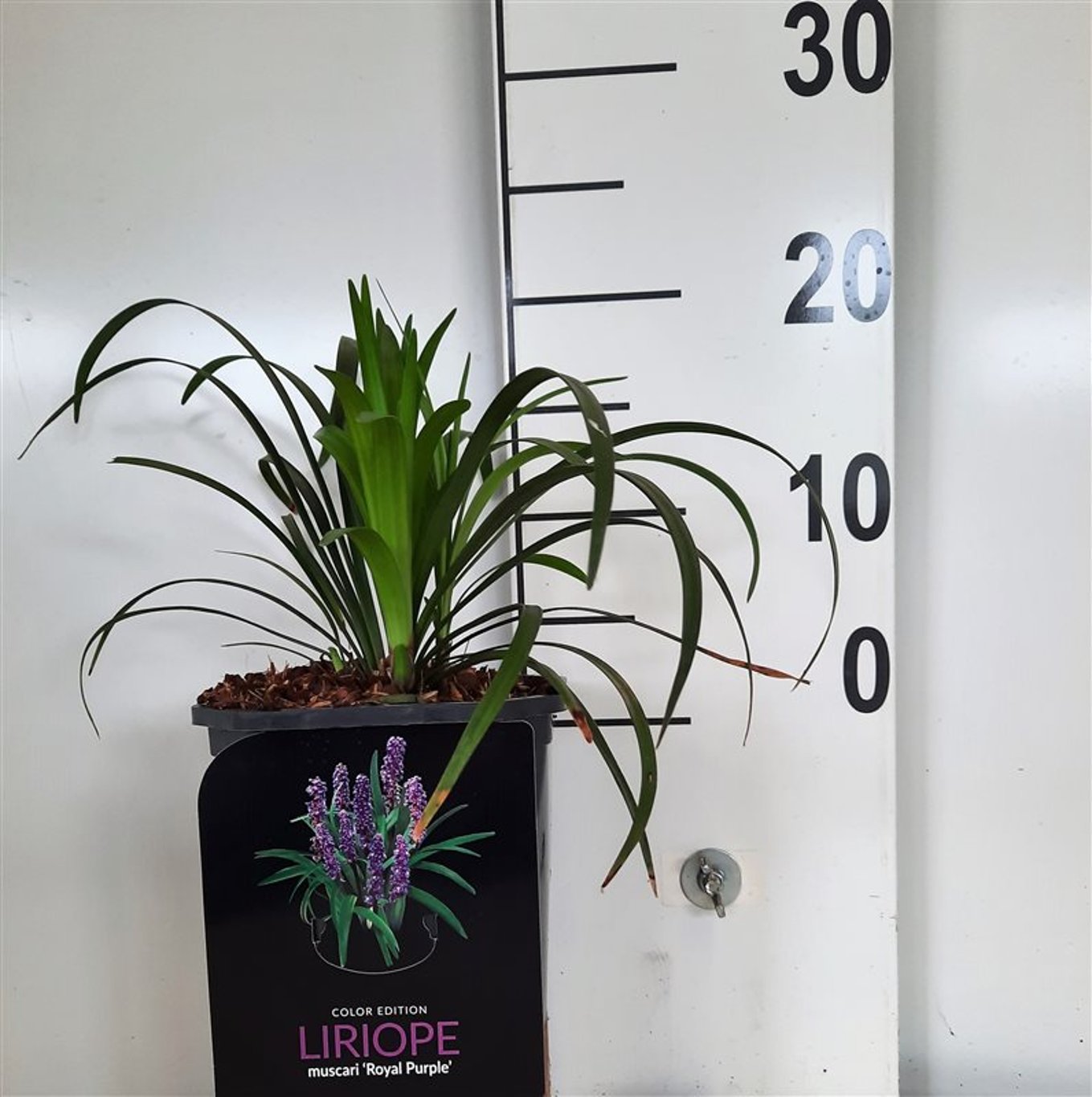 Liriope muscari 'Royal Purple' - C2 25-30 CM